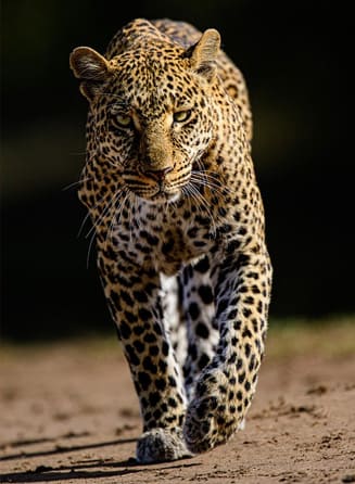 Leopard