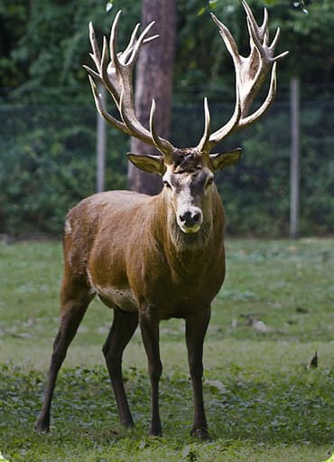 Elk